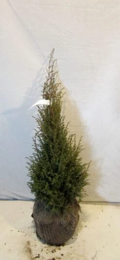 Jeneverbes (Juniperus Communis 'Hibernica') -Directplant Winkel 20130125161445 7 1