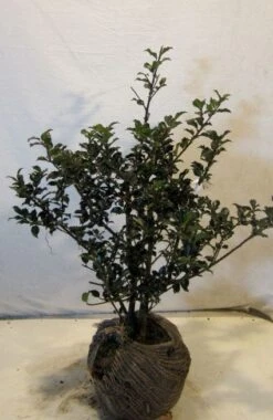 Blauwe Hulst (Ilex Meserveae 'Blue Princess') -Directplant Winkel 20130126113351 2 1