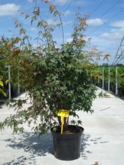 Japanse Esdoorn (Acer Palmatum) -Directplant Winkel 20130214095740 11