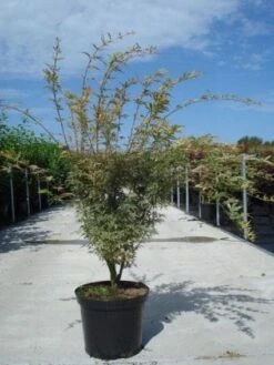 Japanse Esdoorn (Acer Palmatum 'Butterfly') 16 Japanse Esdoorn (Acer Palmatum 'Butterfly') -Directplant Winkel 20130214100424 8