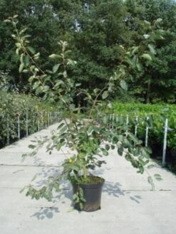 Krentenboom Als Struik (Amelanchier Lamarckii) 14 Krentenboom Als Struik (Amelanchier Lamarckii) -Directplant Winkel 20130214100736 13