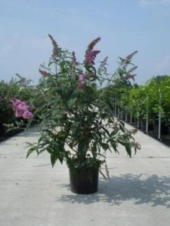 Vlinderstruik (Buddleja Davidii 'Black Knight') -Directplant Winkel 20130214101325 5 1