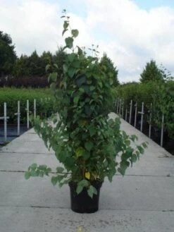 Katsoera Als Struik (Cercidiphyllum Japonicum) -Directplant Winkel 20130214102521 14 7 7