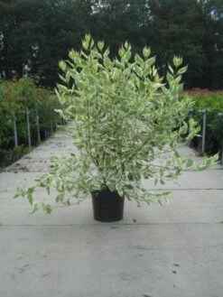 Bonte Kornoelje (Cornus Alba 'Elegantissima') -Directplant Winkel 20130214103242 3