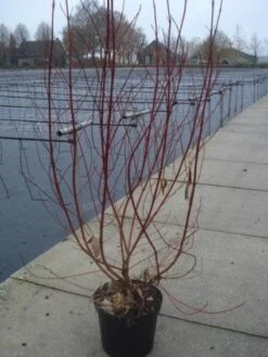 Bonte Kornoelje (Cornus Alba 'Elegantissima') -Directplant Winkel 20130214103250 3 1