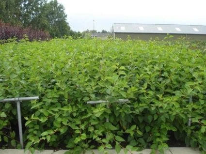 Kornoelje (Cornus Alba 'Sibirica') 9 Kornoelje (Cornus Alba 'Sibirica') - Afbeelding 7