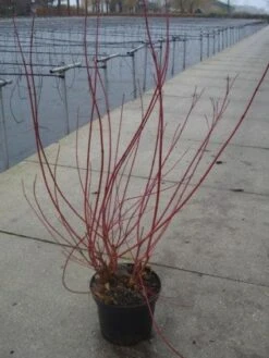 Kornoelje (Cornus Alba 'Sibirica') 12 Kornoelje (Cornus Alba 'Sibirica') -Directplant Winkel 20130214103537 6