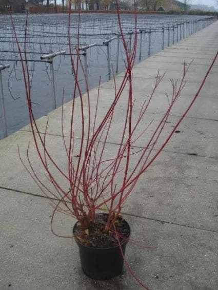 Kornoelje (Cornus Alba 'Sibirica') 6 Kornoelje (Cornus Alba 'Sibirica') - Afbeelding 4