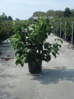 Amerikaanse Kornoelje (Cornus Florida 'Rubra') 13 Amerikaanse Kornoelje (Cornus Florida 'Rubra') -Directplant Winkel 20130214103958 7