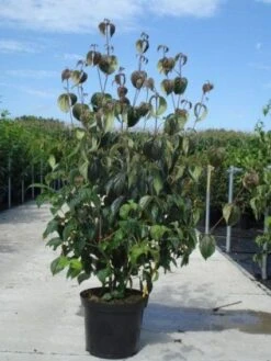 Kornoelje (Cornus Kousa 'China Girl') -Directplant Winkel 20130214104328 8 1