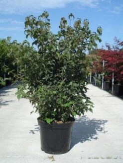 Japanse Kornoelje (Cornus Kousa) -Directplant Winkel 20130214105009 24 12 12