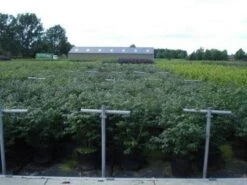 Kardinaalshoed (Euonymus Alatus 'Compactus') -Directplant Winkel 20130214112611 12 1