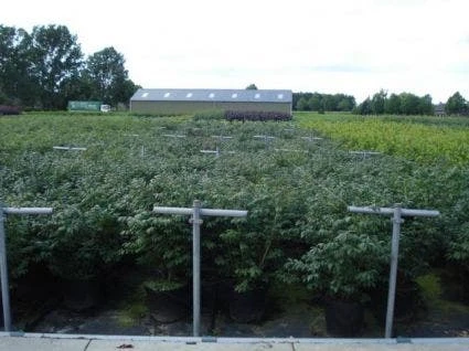 Kardinaalshoed (Euonymus Alatus 'Compactus') 13 Kardinaalshoed (Euonymus Alatus 'Compactus') - Afbeelding 11