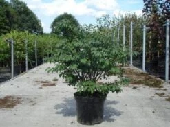 Kardinaalshoed (Euonymus Alatus 'Compactus') -Directplant Winkel 20130214112624 12 1