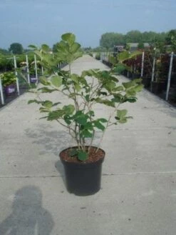 Toverhazelaar (Hamamelis Intermedia 'Diane') -Directplant Winkel 20130214114113 18 9 9