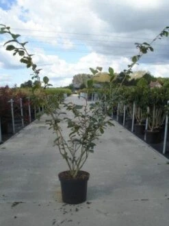 Toverhazelaar (Hamamelis Intermedia 'Jelena') -Directplant Winkel 20130214114339 14 7 7