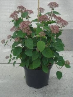 Hortensia (Hydrangea 'Pink Annabelle') -Directplant Winkel 20130214115155 1