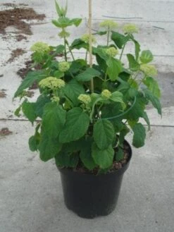 Hortensia (Hydrangea 'Strong Annabelle') 26 Hortensia (Hydrangea 'Strong Annabelle') -Directplant Winkel 20130214115328 1