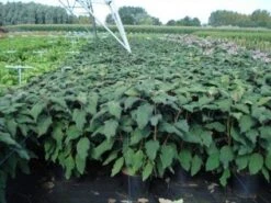 Fluweelhortensia (Hydrangea Aspera 'Macrophylla') -Directplant Winkel 20130214115506 6 1