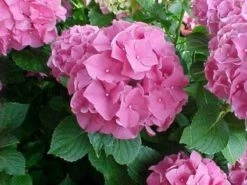Hortensia Roze (Hydrangea 'Forever&Ever' Pink) -Directplant Winkel 20130214125745 1 2