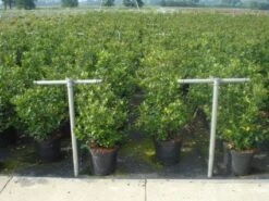 Blauwe Hulst (Ilex Meserveae 'Blue Prince') -Directplant Winkel 20130214133905 10 1