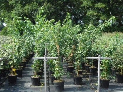 Gouden Regen, Struik (Laburnum Watereri 'Vossii') 5 Gouden Regen, Struik (Laburnum Watereri 'Vossii') - Afbeelding 3