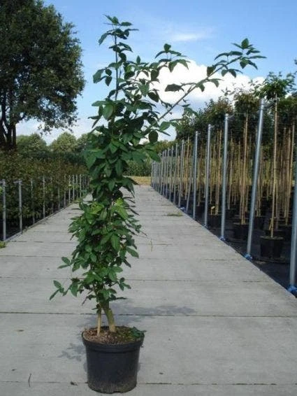 Gouden Regen, Struik (Laburnum Watereri 'Vossii') 4 Gouden Regen, Struik (Laburnum Watereri 'Vossii') - Afbeelding 2