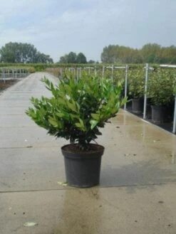 Liguster (Ligustrum Lucidum) -Directplant Winkel 20130214134752 3