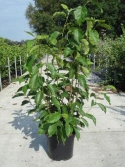 Beverboom (Magnolia Soulangeana) -Directplant Winkel 20130214140530 10 1