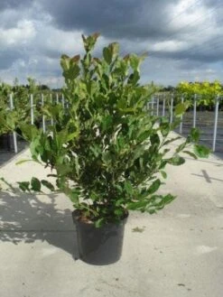 Stermagnolia (Magnolia Stellata) -Directplant Winkel 20130214142333 13 1