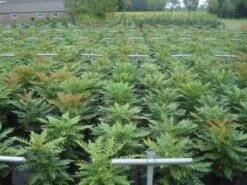 Mahoniestruik (Mahonia Media 'Winter Sun') -Directplant Winkel 20130214142529 11