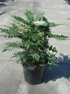 Mahoniestruik (Mahonia Media 'Winter Sun') 16 Mahoniestruik (Mahonia Media 'Winter Sun') -Directplant Winkel 20130214142545 11 2