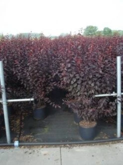 Rode Kerspruim Als Struik (Prunus Cerasifera 'Nigra') 14 Rode Kerspruim Als Struik (Prunus Cerasifera 'Nigra') -Directplant Winkel 20130214152249 8