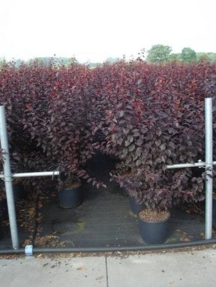 Rode Kerspruim Als Struik (Prunus Cerasifera 'Nigra') 5 Rode Kerspruim Als Struik (Prunus Cerasifera 'Nigra') - Afbeelding 3