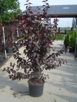 Rode Kerspruim Als Struik (Prunus Cerasifera 'Nigra') 15 Rode Kerspruim Als Struik (Prunus Cerasifera 'Nigra') -Directplant Winkel 20130214152257 8