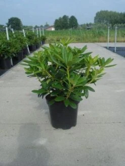 Rhododendron (Rhododendron Catawbiense 'Grandiflorum') -Directplant Winkel 20130214153505 13