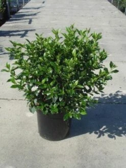 Groenblijvende Sneeuwbal (Viburnum Tinus 'Eve Price') -Directplant Winkel 20130214161553 50 10 3
