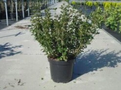 Dwerg Sering (Syringa Meyeri 'Palibin') -Directplant Winkel 20130214162629 6