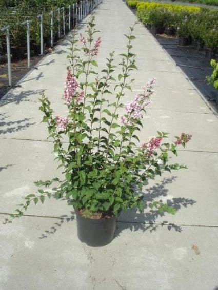 Sering (Syringa Microphylla 'Superba') 4 Sering (Syringa Microphylla 'Superba') - Afbeelding 2