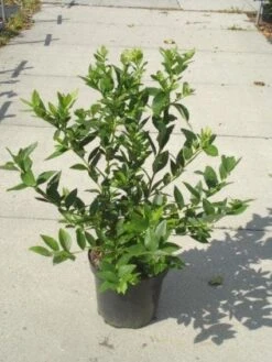 Bosbes (Vaccinium Corymbosum) -Directplant Winkel 20130215091028 2