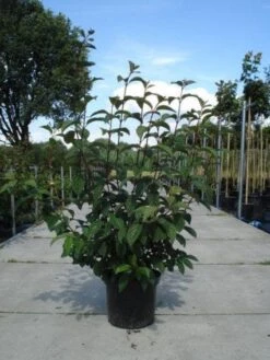 Sneeuwbal (Viburnum Bodnantense 'Dawn') -Directplant Winkel 20130215094907 35 7 2