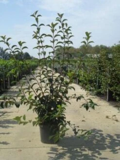 Sneeuwbal (Viburnum Bodnantense 'Charles Lamont') -Directplant Winkel 20130215095158 4