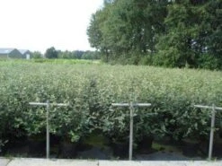 Sneeuwbal (Viburnum Burkwoodii) -Directplant Winkel 20130215095325 14 1