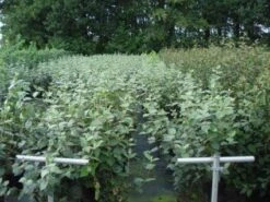 Sneeuwbal (Viburnum Carlcephalum) -Directplant Winkel 20130215095422 11