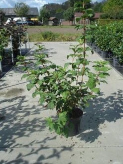 Sneeuwbal (Viburnum Opulus 'Roseum') -Directplant Winkel 20130215100016 9 2