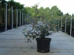 Sneeuwbal (Viburnum Bodnantense 'Dawn') -Directplant Winkel 20130215100739 1 2