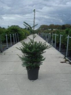 Koreaanse Zilverspar (Abies Koreana) -Directplant Winkel 20130215101851 6