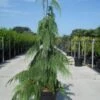 Cypres (Chamaecyparis Nootkatensis 'Pendula') -Directplant Winkel 20130215102154 4