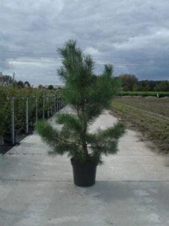 Grove Den, Solitair (Pinus Sylvestris) -Directplant Winkel 20130215102527 18 2