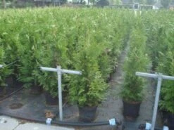 Reuzenlevensboom (Thuja Plicata 'Excelsa') -Directplant Winkel 20130215102918 9 2